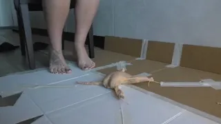 Italian girlfriend - Tiny chicken crush fetish walkover barefoot