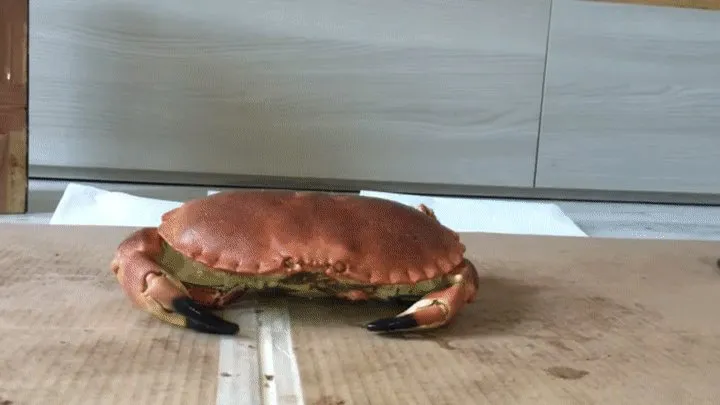 Italian girlfriend - cooked crab crush fetish in jelly flat sandals walkover crush fetish