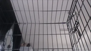 Xiennas Caged and Denied Pet