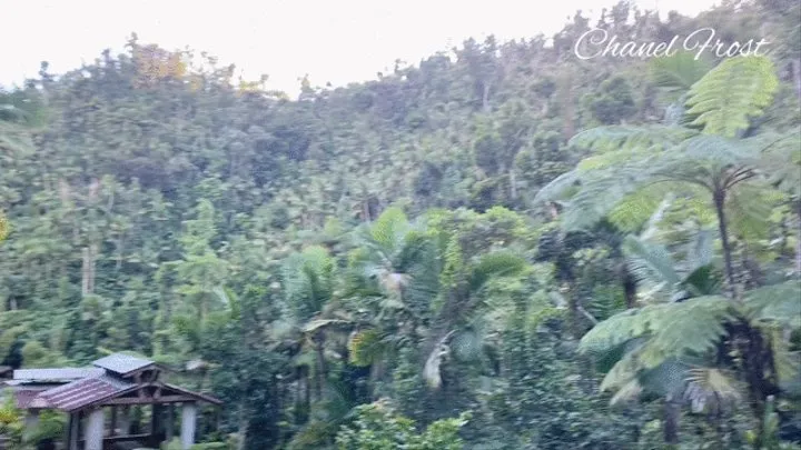 Public Sex In The El Yunque Rainforest