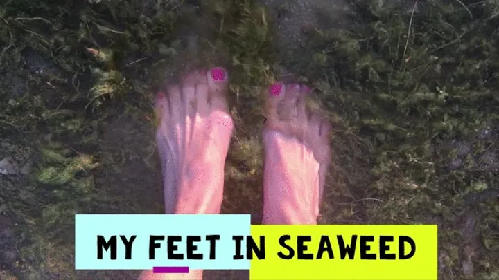 My FEET in SEAWEED