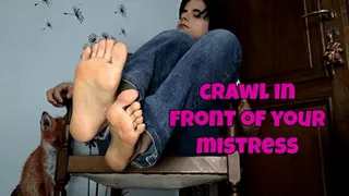 crawl at my feet and I'm talking about ballbusting punishment