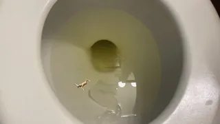 Toilet Fetish - Teenie Swims in Giantess Giant Toilet Full of Pee, femdom, mindfuck, shrinking fetish