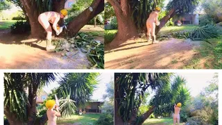 Naked Trimming A Tree