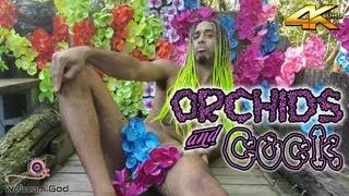 Orchids and Cock