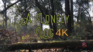 A Lonely Log