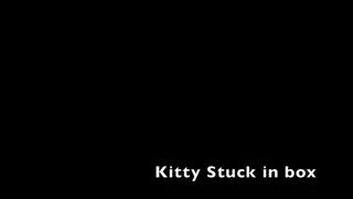 kitty kat stuck in a