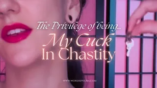 The Privilege Of Being My Cuck In Chastity