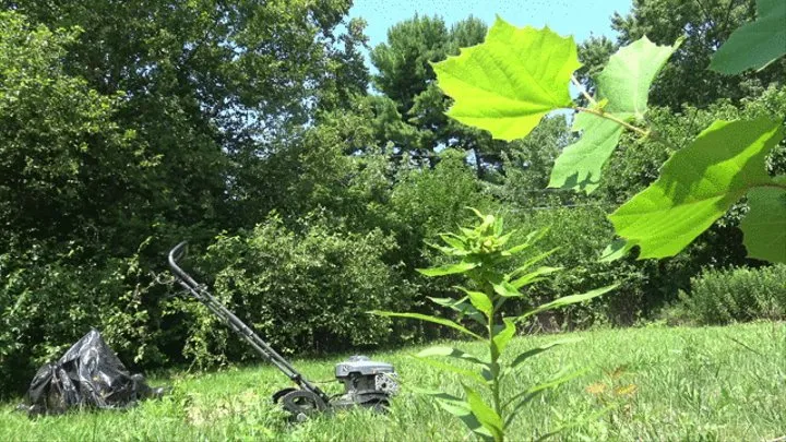 Fat Topless Yardwork in the Sun