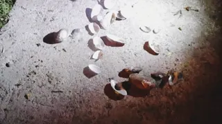 Betty Crushes Seashell By The Seashore