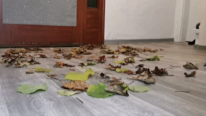 Vacuum swallows leaves