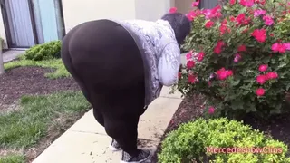 Chocolate Pear walking outside