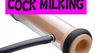 Cock MILKING