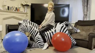 Zebra and balloon destruction