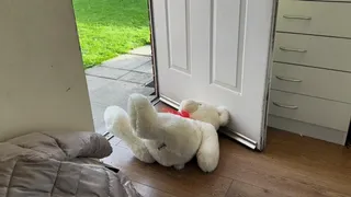 3 teddies destroyed