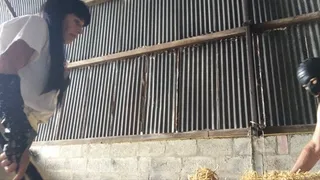 Sucking My Cock in The Straw Barn