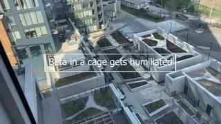 Beta in a Cage Gets Humiliated