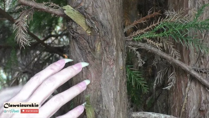 Nails scratching tree