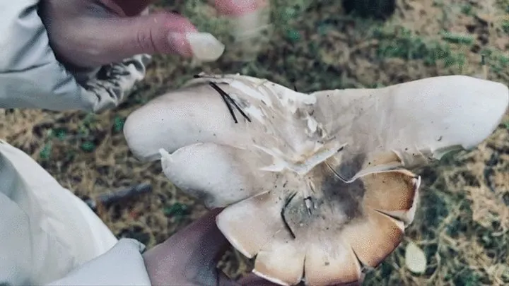 Crush mushroom with claws