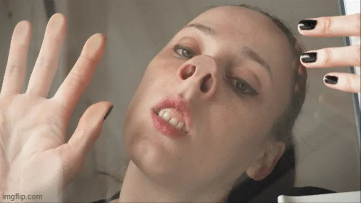 Pig nose and nostrils inspection