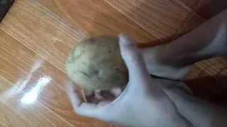 Poor Potato