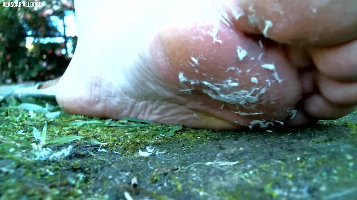 Lint Stuck on Soles with Socks and Silver Ballet Flats