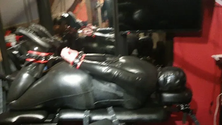 Rubber Hog Tie