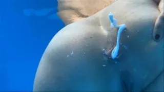 It must be underwater love, ass creampie