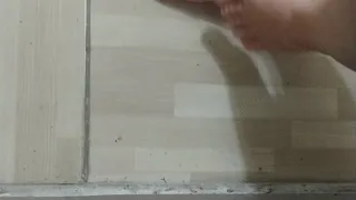 Hajar ants crush