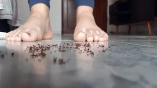 Ants crush by Hajar