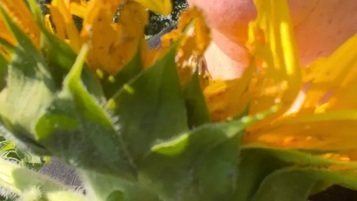 Allergy Meltdown & Sneezing Fit in a Field of Sunflowers with Harmony