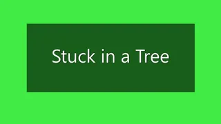 Stuck in a Tree!!