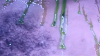 Slime Slut (Wet and Messy) (Music Video)