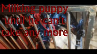 pup caged and milked till he cant take any more