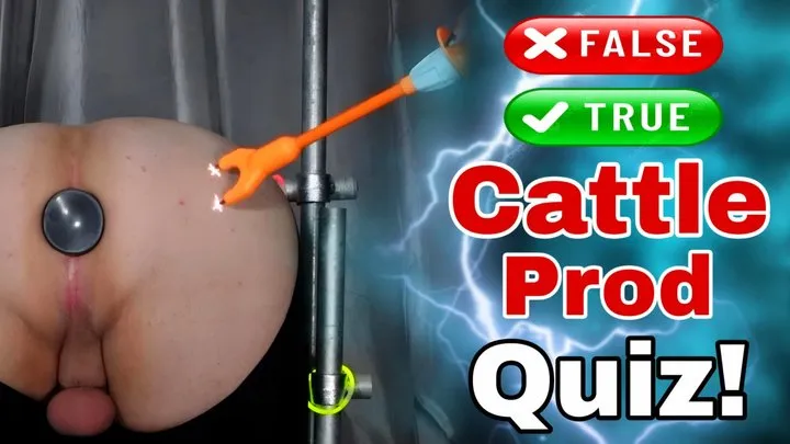 Femdom Cattle Prod Glow Quiz in Bondage!