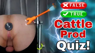 Femdom Cattle Prod Glow Quiz in Bondage!