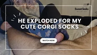 He Exploded For My Cute Corgi Socks!