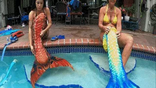 Mermaid vs Siren part 1