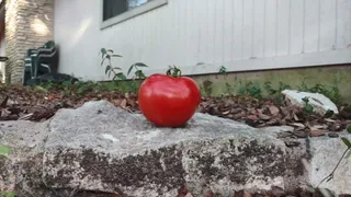 Tomato Stomp Flip Flop