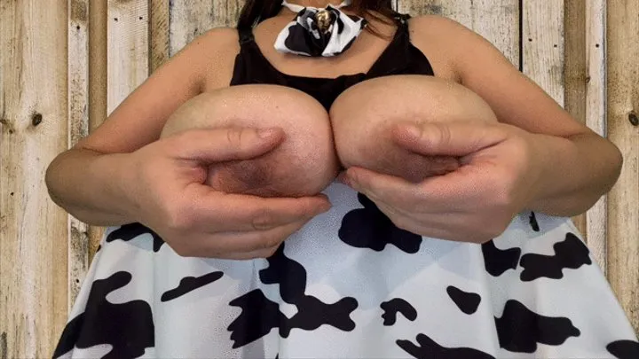 Cow udders milked