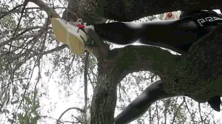 Stuck on a tree