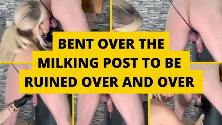 Bent over the milking post to be ruined over and over again