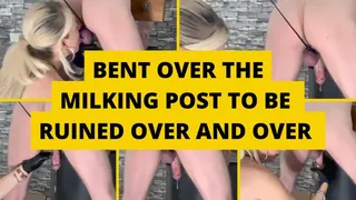 Bent over the milking post to be ruined over and over again