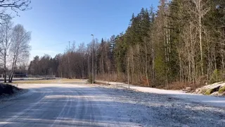 A twig spanking in the swedish forrest