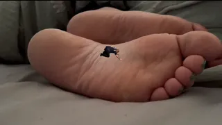 Giantess Cali unaware as a tiny plays at her feet while she rests