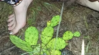 Watering the Cacti