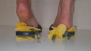 Kats Inshoe Daffodil Crush