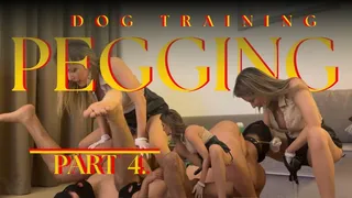 Dog Training Pegging Part 4