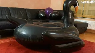 popping balloons on a black swan