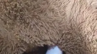 Cuddle the teddy bear with your feet